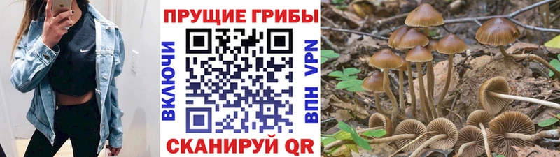 Псилоцибиновые грибы прущие грибы Купино